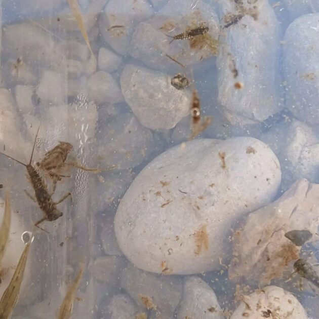 7macroinvertebrats